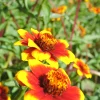 Zaden|Ecocheques|ohgreen Zaden: zinnia perzisch tapijt