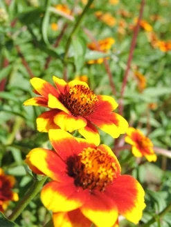 Zaden|Ecocheques|ohgreen Zaden: zinnia perzisch tapijt