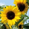 Zaden|Ecocheques|ohgreen Zaden: zonnebloem decoratieve mengeling