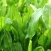 Zaden|Ecocheques|ohgreen Zaden: zuring uit belleville
