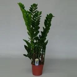 Groene Planten|Ecocheques|ohgreen Zamioculcas ( ZZ-plant of Emerald palm )