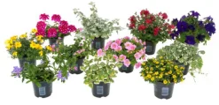 Voorjaar|Ecocheques|ohgreen Zomerbloeier 10.5 cm