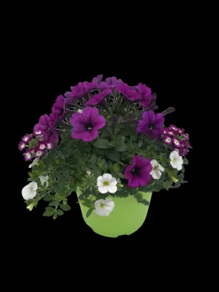 Voorjaar|Ecocheques|ohgreen Zomerse bloeitrio p17